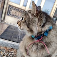 出迎え猫。