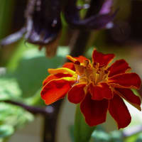 ●我が家の６月の花（10）　コンパニオンプランツ（ナスタチウム　チャイブ　マリーゴールド　アオジソ）センニチコウ