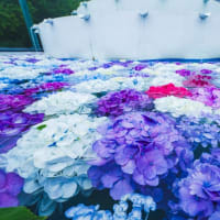 「あじさい花手水」の諫早・山茶花高原　2025/6/15