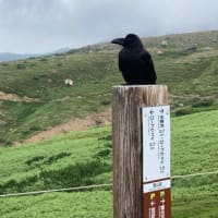 【大雪山国立公園・旭岳情報】モウセンゴケの観察