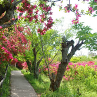 ツツジが咲き誇る花見山公園もなかなかに良かった♪（2024.4.29）#2
