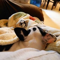 コロナで人生が変わった日