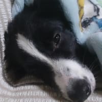     *2014*   明けましておめでとうございます