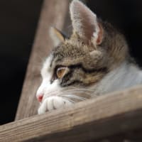 小さな命に愛の手を