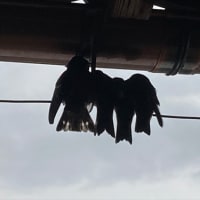 春蝉