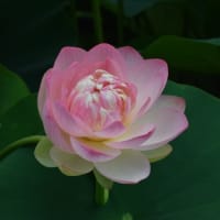 花はす公園