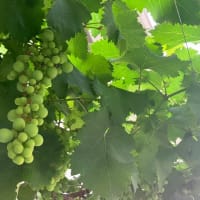 バルコニー菜園の夏パターン