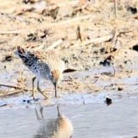 07/06お気に入りの野鳥-5（ウズラシギ）