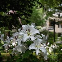 都心の夏・・・。
