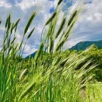 古代小麦の麦刈り