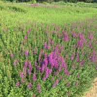 熊本の避暑地　小国、産山村（うぶやま村）熊本の北海道、私の勝手な思い、熊本市内では、３７℃の猛暑、行ってみた、
