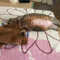 こたつ布団のカゲから