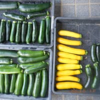 　また真夏日　野菜収穫5種類　お茶畑手伝い　サツマイモ植え付け