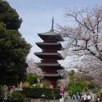 桜満開の池上本門寺「花まつり」と五重塔の特別開帳