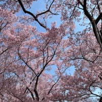 桜の見納め