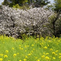 「桜と菜の花」／浜離宮恩賜庭園