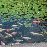 三景園　花まつり　1万株のアジサイを堪能しました　広島県三原市本郷町 広島空港隣地
