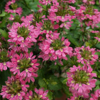 春～秋の花：スカエボラ②