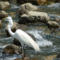 ダイサギの捕食