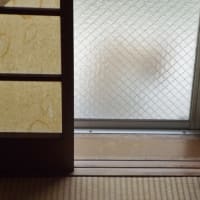 えっ　猫だ
