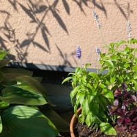 真夏を乗り切る花壇