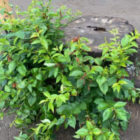 植物の力