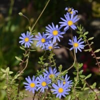 鉢植えの「ブルーデージー」