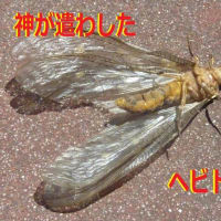 神が遣わした　「ヘビトンボ」です　!