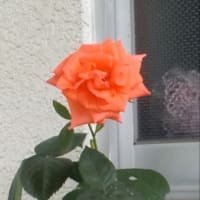 梅雨の花