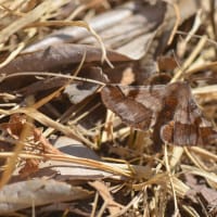 カバシタムクゲエダシャク