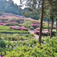 三室戸寺の「つつじ」の絶景ー２・・・平戸つつじ