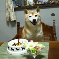 福太郎１２歳になりました！！