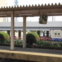 4/30　越中紀行（2）　砺波チューリップ公園