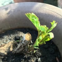 エヴリン頑張ってます