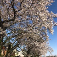 地域巡り　神社の桜