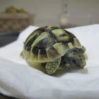 ヒガシヘルマン25もあ３号誕生（ノ＾＾）ノ