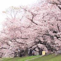 背割堤の桜(TT）