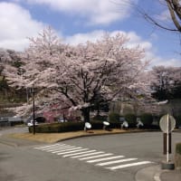大学の桜