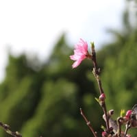 春は桜