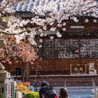 2023年春の京都・墨染寺の壁紙(計11枚)