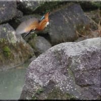 於大公園 ： 野鳥 ・ 翡翠 ・ カワセミ・・・フリー素材ブログ　カワセミ