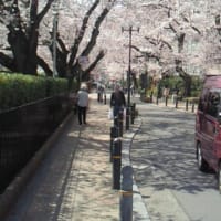 そろそろ桜の季節だな
