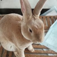 ウサギカフェ