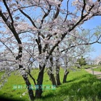 琵琶湖湖岸の桜ですが先日の続きです
