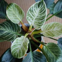 バーキン（観葉植物）その後