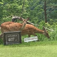 ゴルフ場で見た『鹿の群れ』