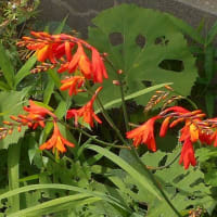 Aさんの花壇のユリが咲き揃いました
