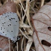 カタクリの里