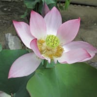 第3回目　大和１３佛霊場　午後のお参り　第２番・西大寺へ