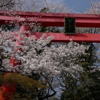 冠稲荷神社の桜とボケの花